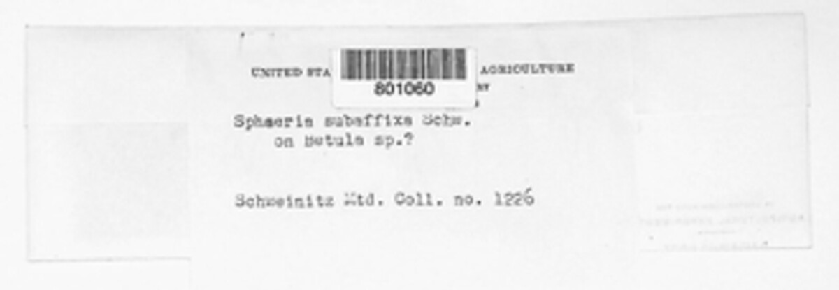 Diatrype subaffixa image